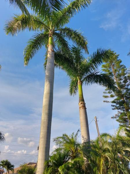 Elite Tree Service LLC