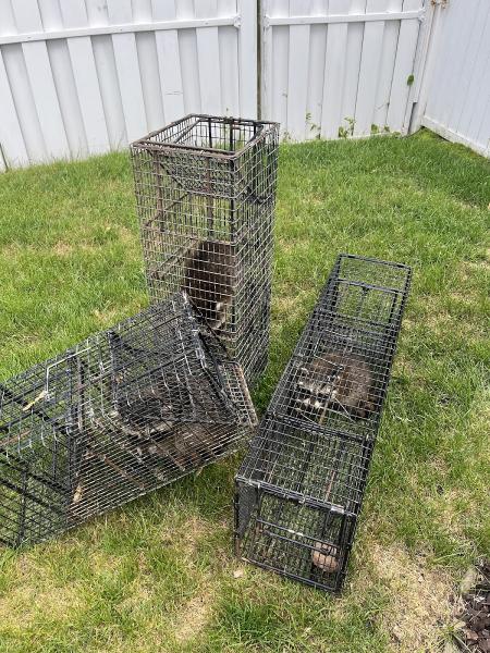 Affordable Wildlife Solution