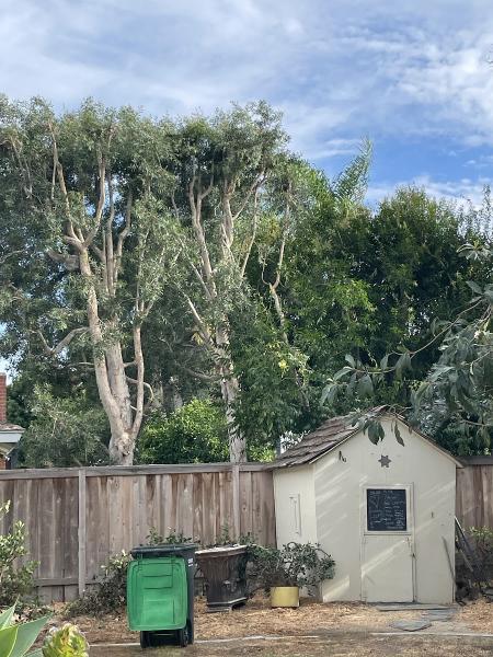 Ernie Ureno Tree Service Inc