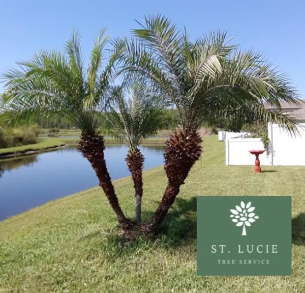St Lucie Tree Service