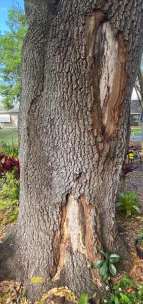 St Lucie Tree Service