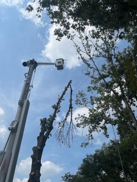 Southern Magnolia Tree Service LLC