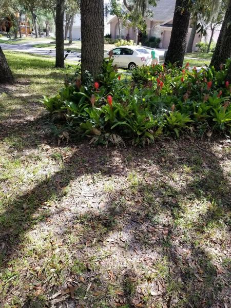 Home Pest Control Tampa Your Green Team