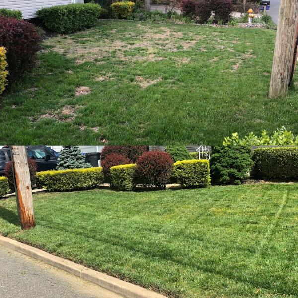 Maxify Lawns