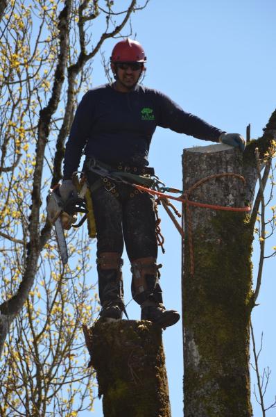 Altar Tree Service