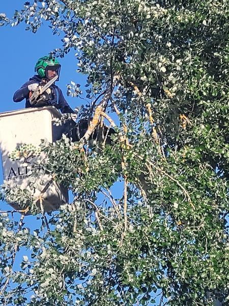Altar Tree Service
