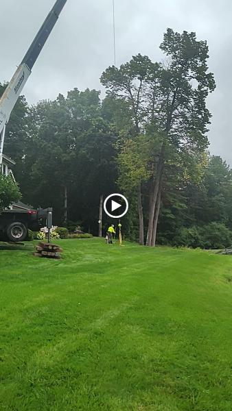 Timber Falls Tree Care