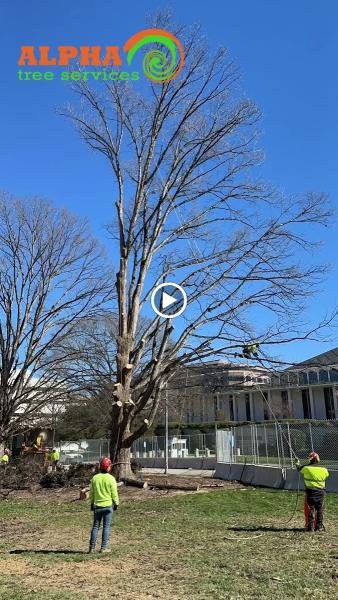Alpha Tree Services Llc