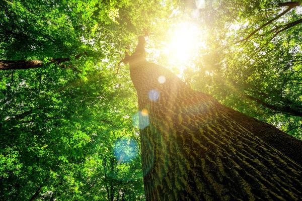 Tanglewood Tree and Lawn LLC