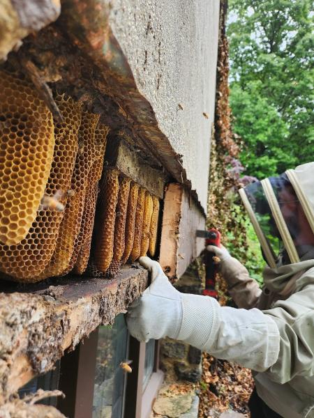 Rockland Bee Removal