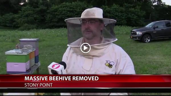 Rockland Bee Removal