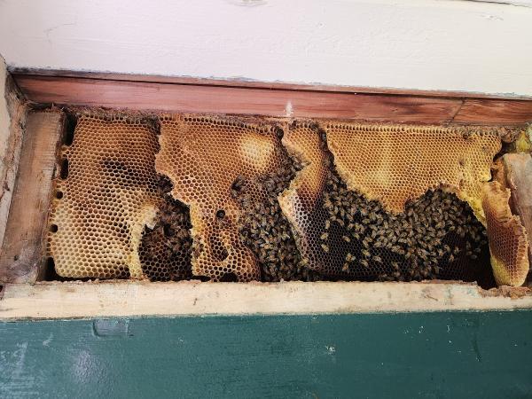 Rockland Bee Removal