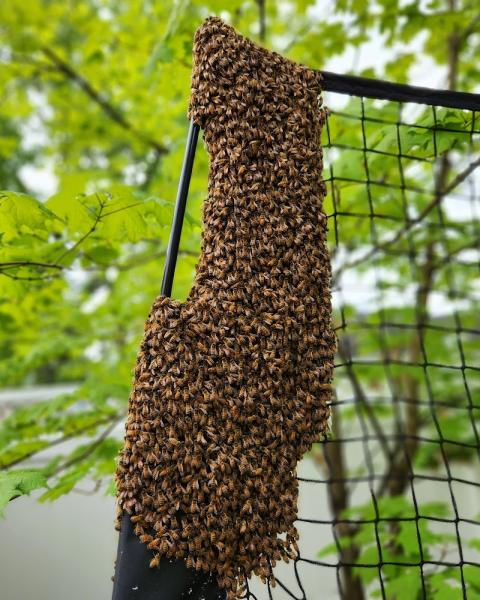 Rockland Bee Removal