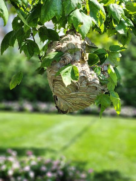 Rockland Bee Removal