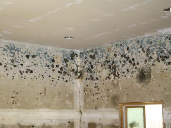 New Rochelle Mold Removal