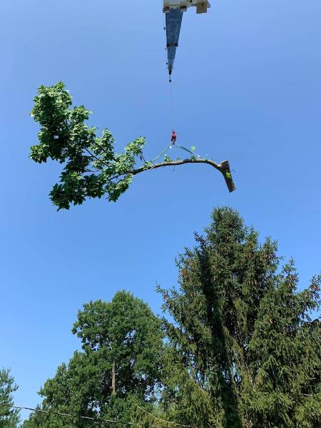 A Professional Tree Service
