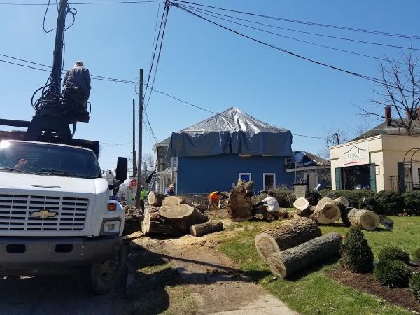 A Professional Tree Service