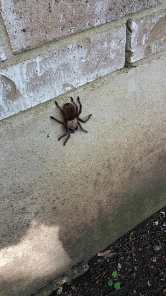 Prevailing Pest and Home Services