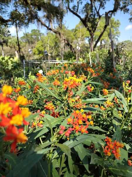 CML Garden Center