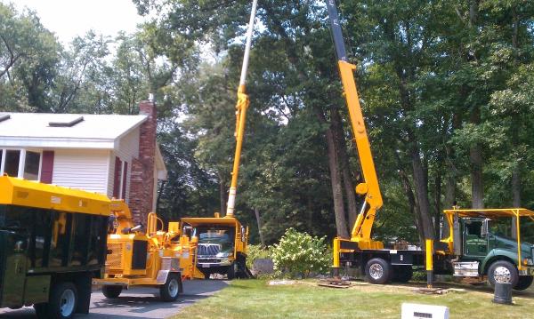 County Tree Services