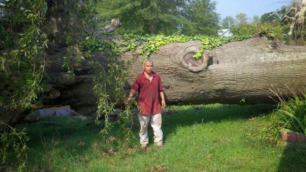 Ken Lamb Tree Service
