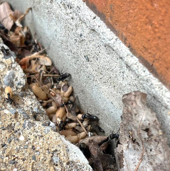 Bustabug Pest Control