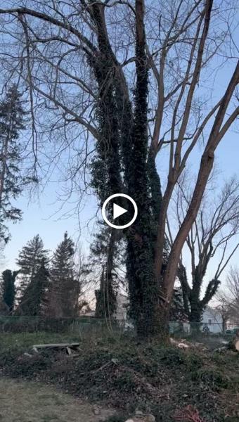 Tito's Tree Service