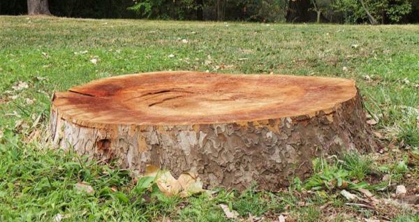 Plano Tree Service & Stump Grinding