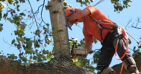 Plano Tree Service & Stump Grinding