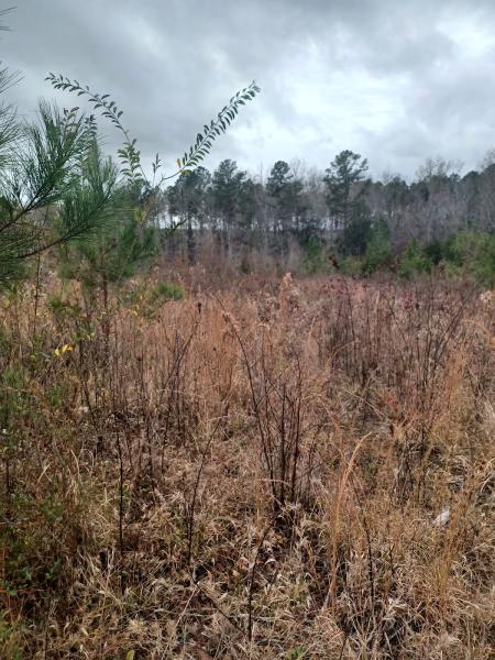 Bigfoot Forestry