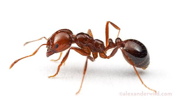Adkins Pest Control