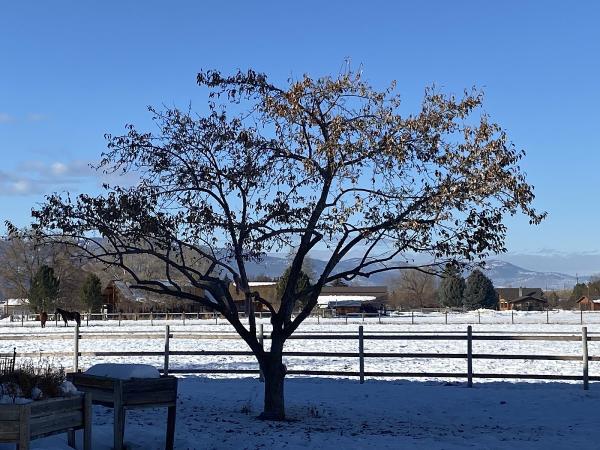 North Ridge Tree & Excavation