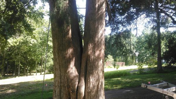 Tree Therapy