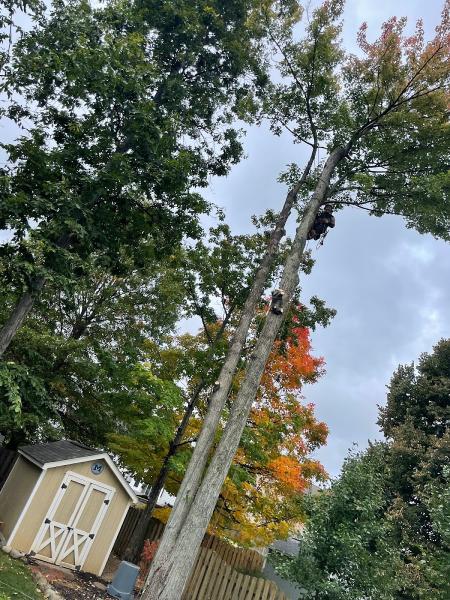 Southwest Tree Company