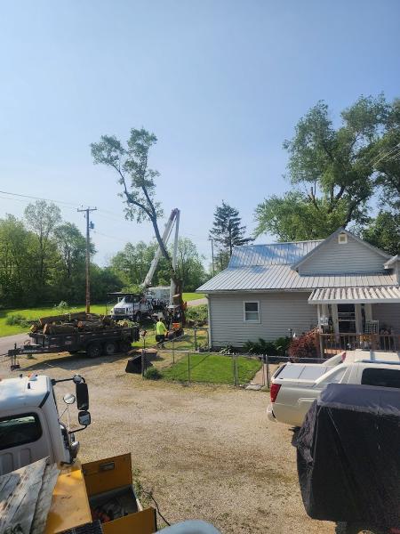 DG Tree Trimming and Removal