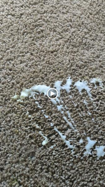 True Care Carpet Cleaners