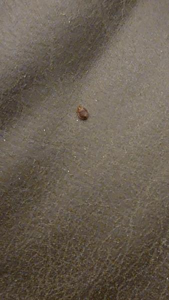 Kill Bed Bugs Dallas