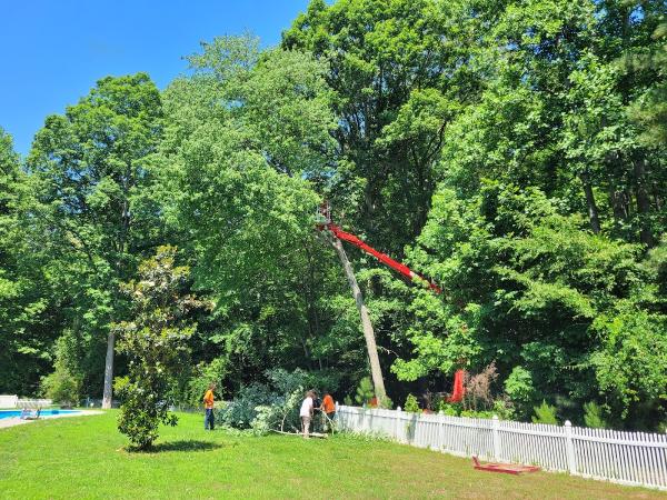 Top Notch Tree Service