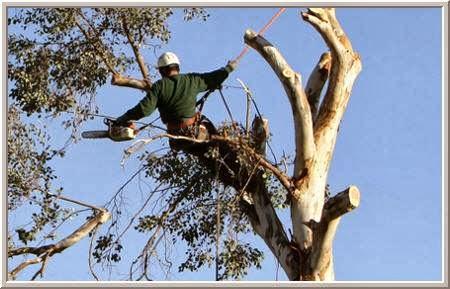 Top Notch Tree Service
