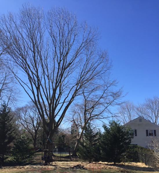 Cook's Tree Services Inc