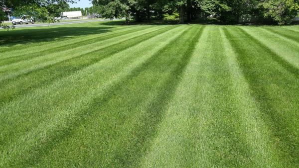 Moma Tree & Lawn Care