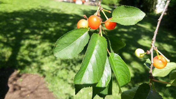 Moma Tree & Lawn Care