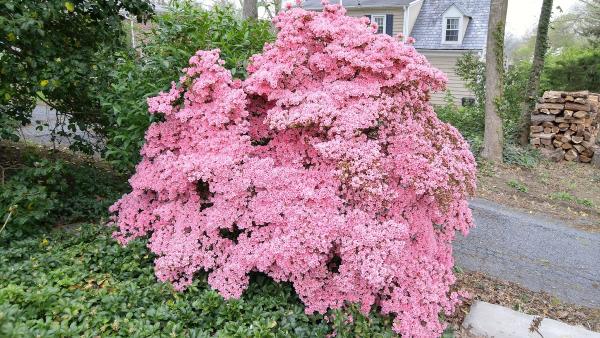Moma Tree & Lawn Care