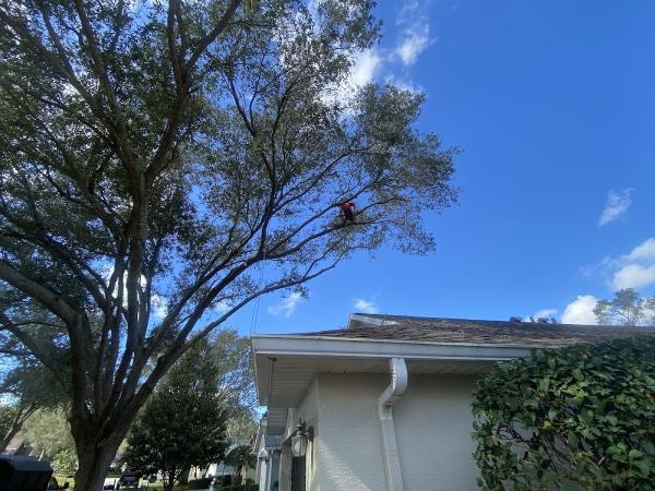 The Arborsmith's Inc.