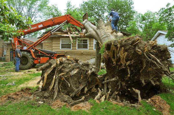 Tree Service Bellingham
