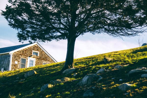 Tree Service Bellingham