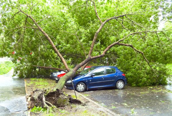 Tree Service Bellingham