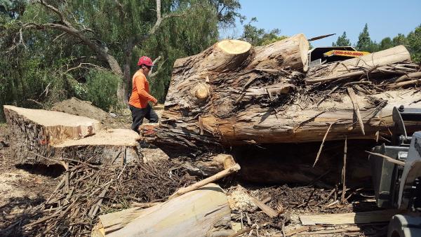 Corona's Tree Service
