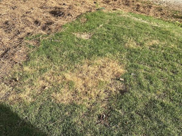 Turf Masters Lawn Care