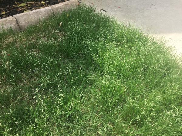 Turf Masters Lawn Care
